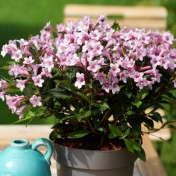 Krzewuszka cudowna PINK POPPET 'Plangen' PBR
