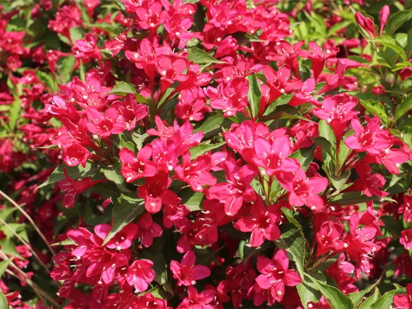 krzewuszka-cudowna-weigela-eva-rathke-sadzonki-1-cc Krzewuszka cudowna EVA RATHKE - sadzonki