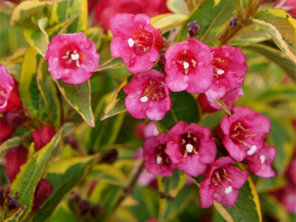 krzewuszka-cudowna-weigela-french-lace-brigela-sadzonki-5-cc Krzewuszka cudowna FRENCH LACE 'Brigela' PBR