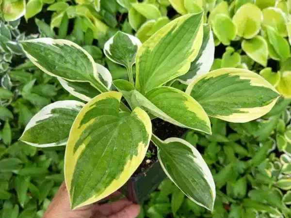 funkia-hosta-brim-cup-sadzonki-w-doniczkach-p11 Funkia (Hosta) BRIM CUP - sadzonki w doniczkach P11