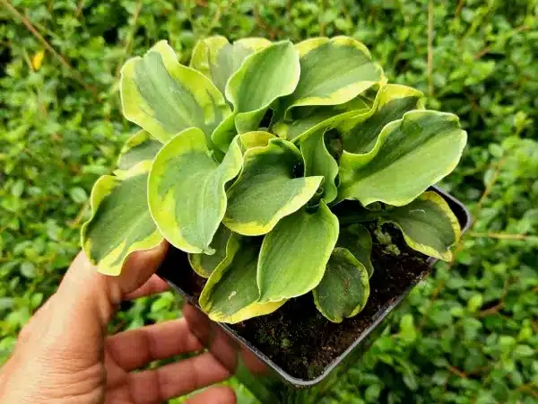 Funkia (hosta) SCHOOL MOUSE - sadzonki w doniczkach P11
