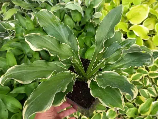 Funkia (hosta) SHADOWLAND 'Wheee!' - sadzonki w doniczkach P11