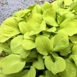 Funkia (Hosta) SUN MOUSE - sadzonki