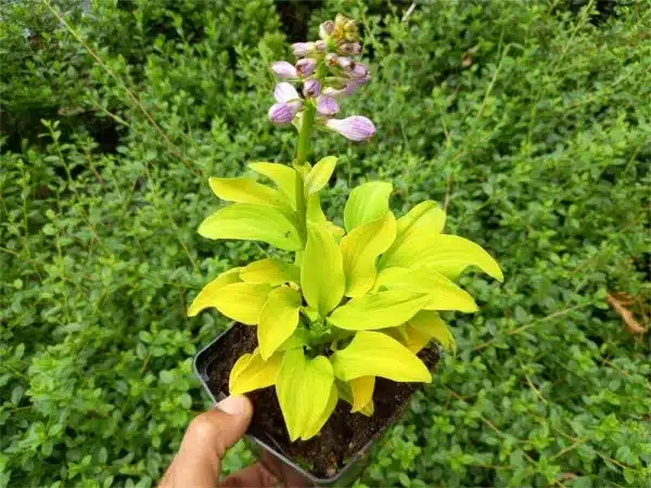 funkia-hosta-sun-mouse-sadzonki-w-doniczkach-p11 Funkia (Hosta) SUN MOUSE - sadzonki w doniczkach P11