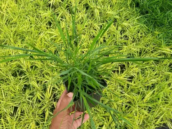Hakonechloa smukła BENI KAZE - sadzonki w doniczkach P11