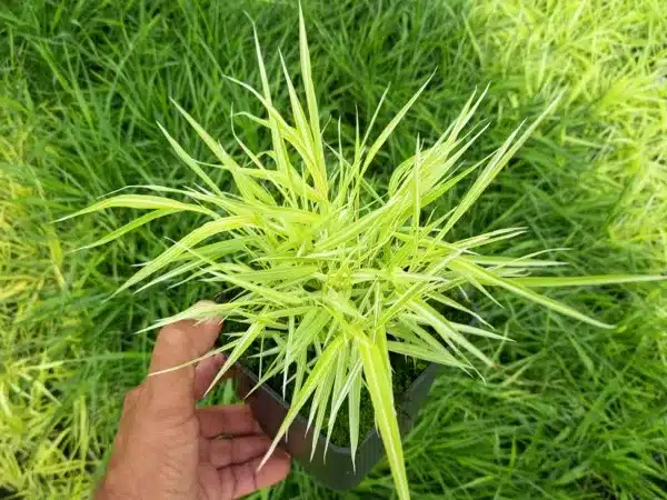 hakonechloa-smukla-stripe-it-rich-sadzonki-p11 Hakonechloa smukła STRIPE IT RICH - sadzonki w doniczkach P11