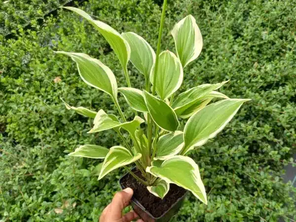 hosta-funkia-ginko-craig-sadzonki-w-doniczkiach-p11 Funkia (hosta) GINKO CRAIG - sadzonki w doniczkach P11