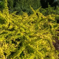 Berberys thunberga GOLDEN CARPET - sadzonki