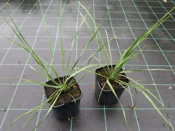 juka-jukka-karolinska-sapphire-skies-sadzonki-w-doniczkach-c2 Juka (Yucca rostrata) SAPPHIRE SKIES - sadzonki w doniczkach C2