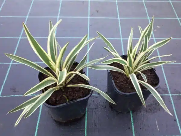 jukka-juka-yucca-ivory-towers-sadzonki-c2 Juka zwisająca (Yucca flaccida) IVORY TOWERS - sadzonki w doniczkach C2