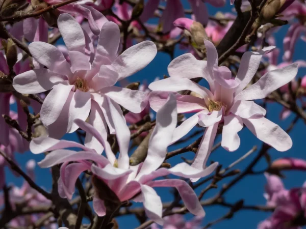 Magnolia gwiaździsta ROSEA - sadzonki