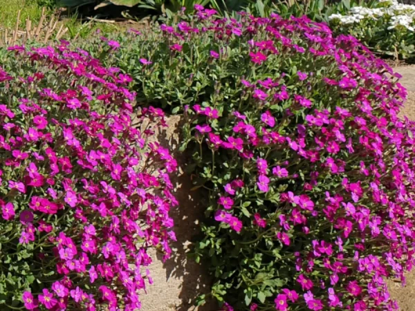 Żagwin ogrodowy AXCENT LILAC - sadzonki