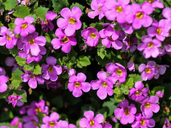Żagwin ogrodowy AXCENT LILAC - sadzonki