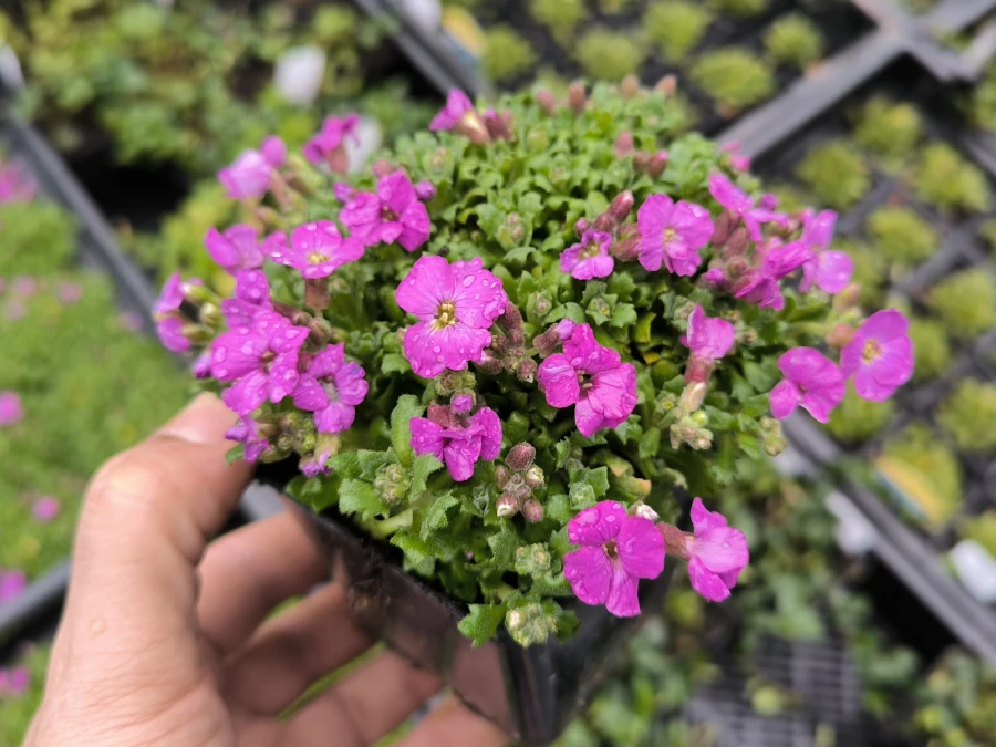Żagwin ogrodowy AXCENT LILAC - sadzonki w doniczkach P9