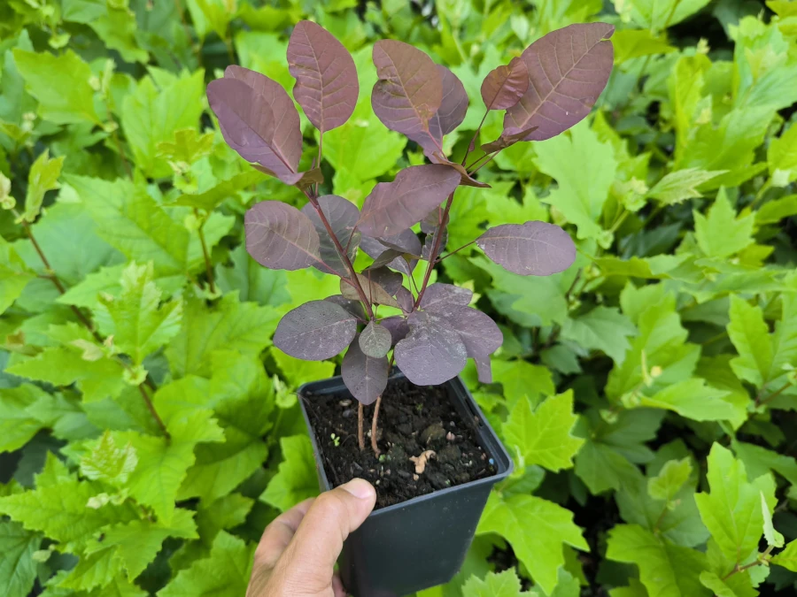 Perukowiec podolski ROYAL PURPLE - sadzonki w doniczkach P11