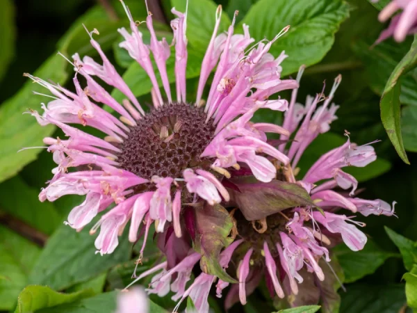 Pysznogłówka (monarda) BEAUTY OF COBHAN - sadzonki