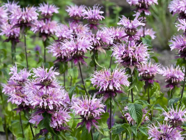 Pysznogłówka (monarda) BEAUTY OF COBHAN - sadzonki
