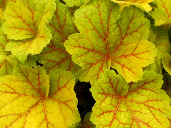 Żurawka (heuchera) ELECTRA - sadzonki