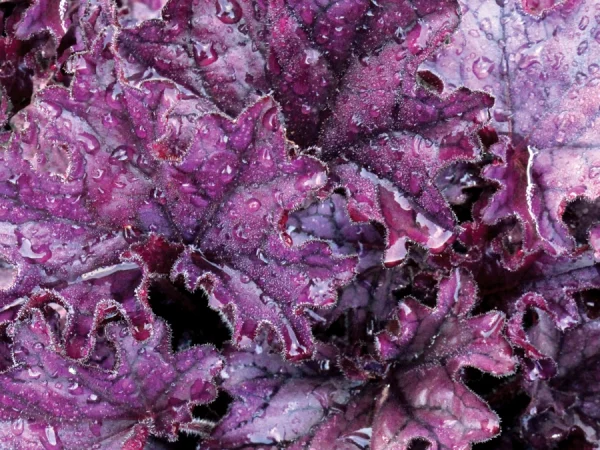 Żurawka FOREVER PURPLE - sadzonki