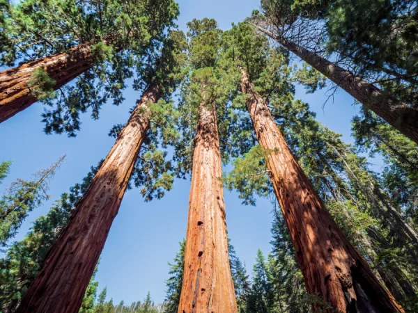 Mamutowiec olbrzymi (Sequoiadendron giganteum) - Sadzonki