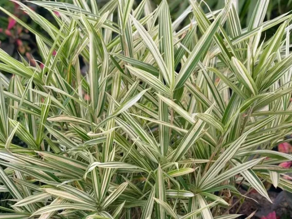 Plejoblast pstry VARIEGATUS (bambus okrywowy) - Sadzonki