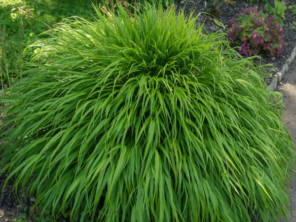 Hakonechloa smukła GREENHILLS - sadzonki