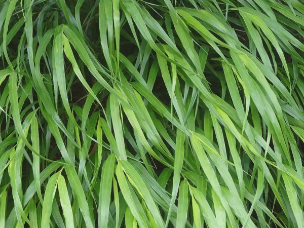 Hakonechloa smukła GREENHILLS - sadzonki