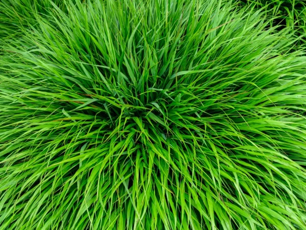 Hakonechloa smukła GREENHILLS - sadzonki