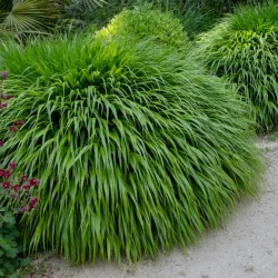 Hakonechloa smukła GREENHILLS - sadzonki