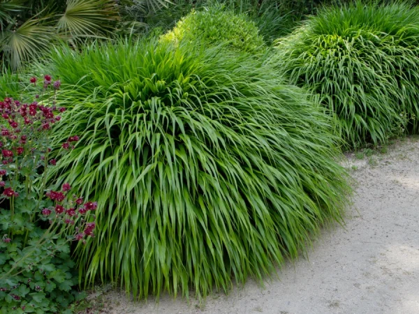 Hakonechloa smukła GREENHILLS - sadzonki