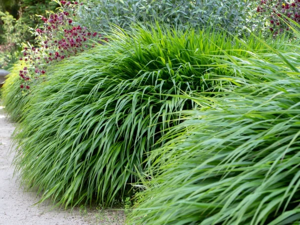 Hakonechloa smukła GREENHILLS - sadzonki