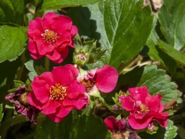 Truskawka pnąca (wisząca) SUMMER BREEZE ROSE - sadzonki