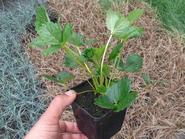 Truskawka pnąca (wisząca) SUMMER BREEZE ROSE - sadzonki w doniczkach P9