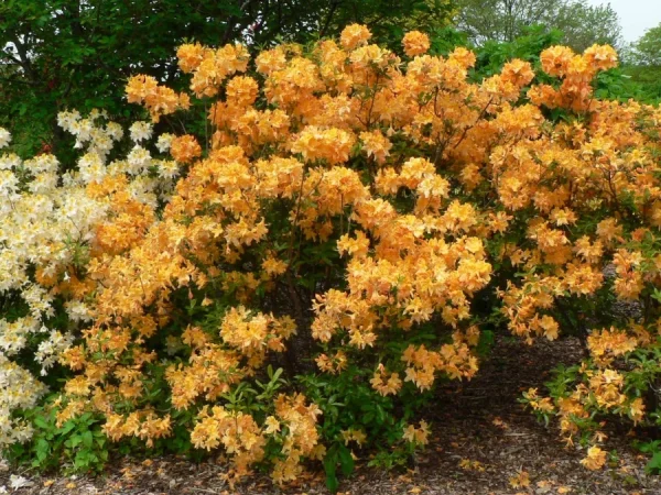 Azalia GOLDEN LIGHTS - sadzonki
