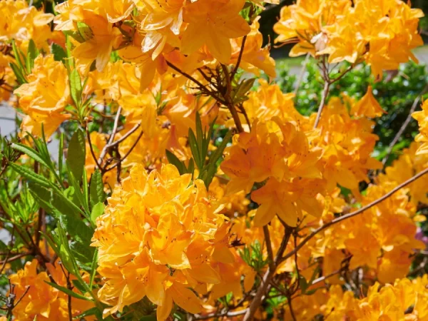 Azalia GOLDEN LIGHTS - sadzonki