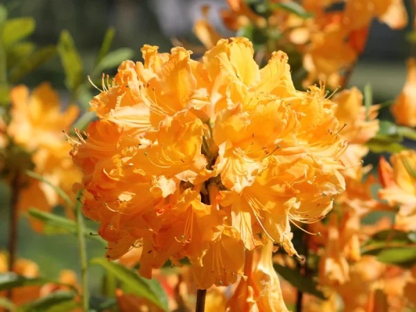 Azalia GOLDEN LIGHTS - sadzonki