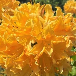 Azalia GOLDEN LIGHTS - sadzonki