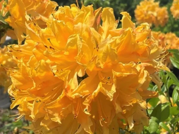 Azalia GOLDEN LIGHTS - sadzonki