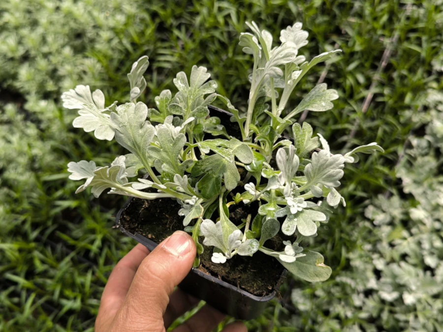 Bylica Stellera SILVER BROCADE - Sadzonki P11