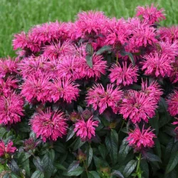 Pysznogłówka (Monarda) SUGAR BUZZ Berry Taffy - sadzonki