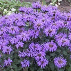 Pysznogłówka (Monarda) SUGAR BUZZ Blue Moon - sadzonki