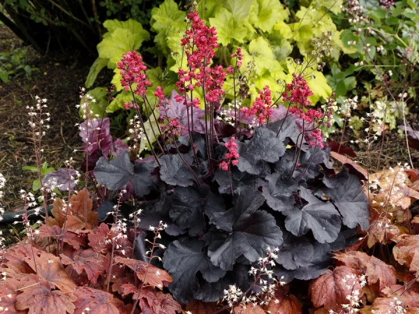 Żurawka (heuchera) BLACK FOREST CAKE - sadzonki