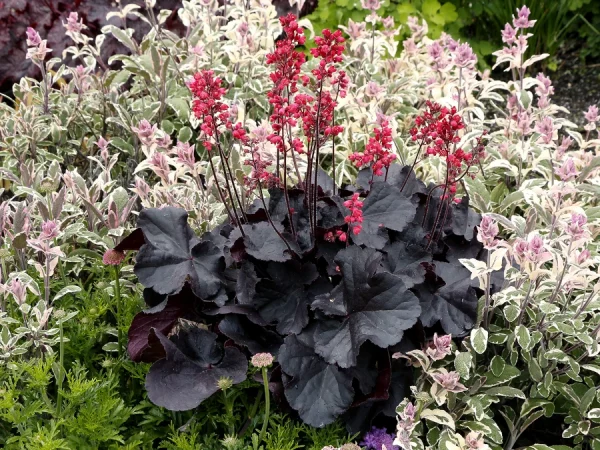 Żurawka (heuchera) BLACK FOREST CAKE - sadzonki