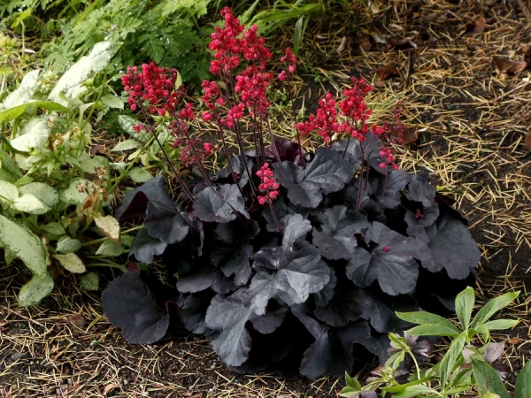 Żurawka (heuchera) BLACK FOREST CAKE - sadzonki