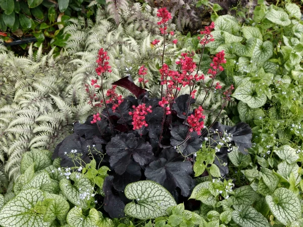 Żurawka (heuchera) BLACK FOREST CAKE - sadzonki