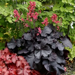 Żurawka (heuchera) BLACK FOREST CAKE - sadzonki