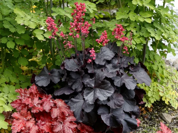 Żurawka (heuchera) BLACK FOREST CAKE - sadzonki