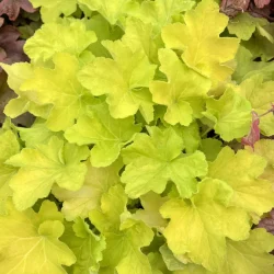 Żurawka (Heuchera) CITRONELLE- sadzonki