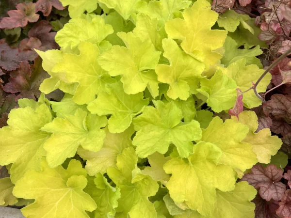 Żurawka (Heuchera) CITRONELLE- sadzonki