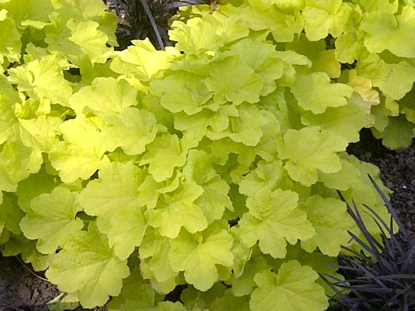Żurawka (Heuchera) CITRONELLE- sadzonki